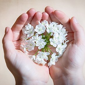 flower_blossom_bloom_white_white_flowers_leek_flower_hands_keep-636225
