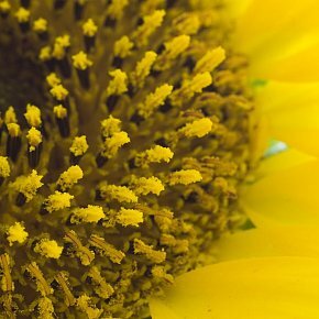 sunflower-macros-2-1177381