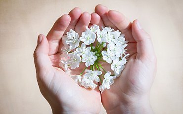 flower_blossom_bloom_white_white_flowers_leek_flower_hands_keep-636225