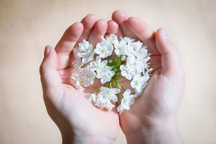 flower_blossom_bloom_white_white_flowers_leek_flower_hands_keep-636225